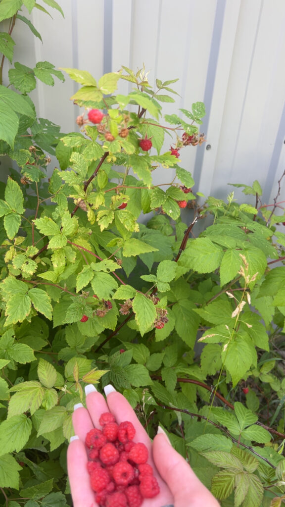 Wild raspberry bush