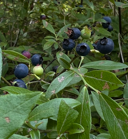 wild Blueberry bush